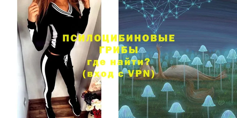 OMG онион  Кимры  Псилоцибиновые грибы Psilocybe  наркота 